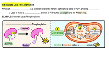 Substrate-Level Phosphorylation