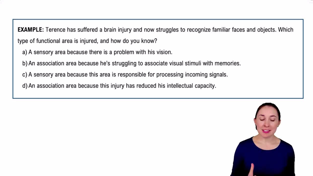 The Cerebrum Example 4