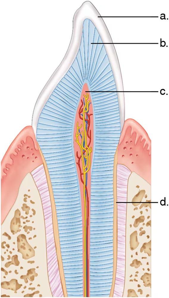 Illustration of a tooth's cross-section, highlighting its internal structures and blood vessels, labeled with letters a, b, c, and d.