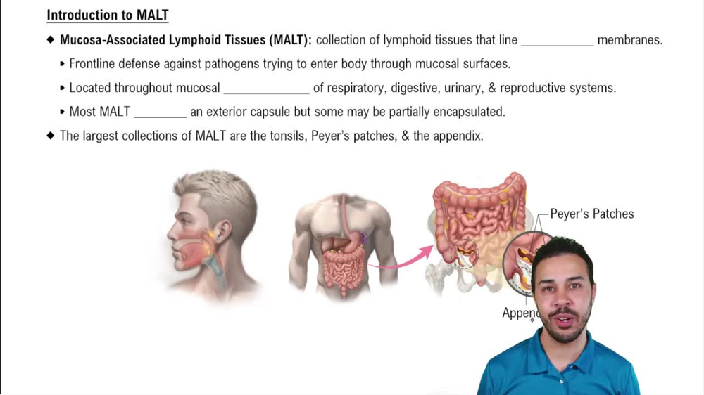 Introduction to MALT