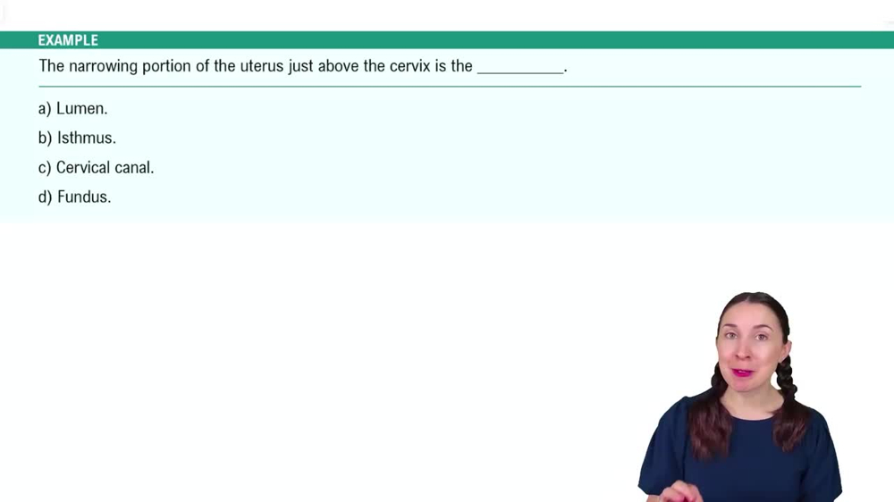 Anatomy of the Female Reproductive System Example 3