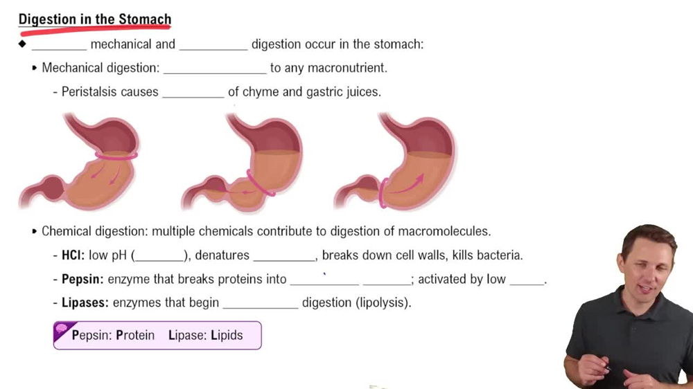 Digestion in the Stomach