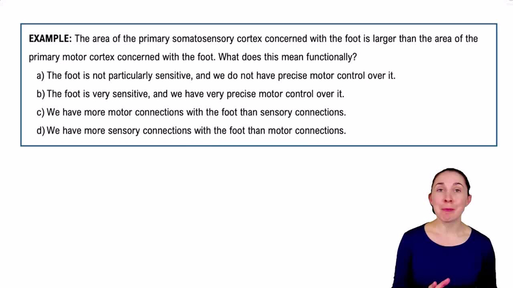 The Cerebrum Example 5