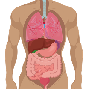Diagram of the human torso showing lungs, liver, stomach, and intestines with abdominal quadrants outlined.