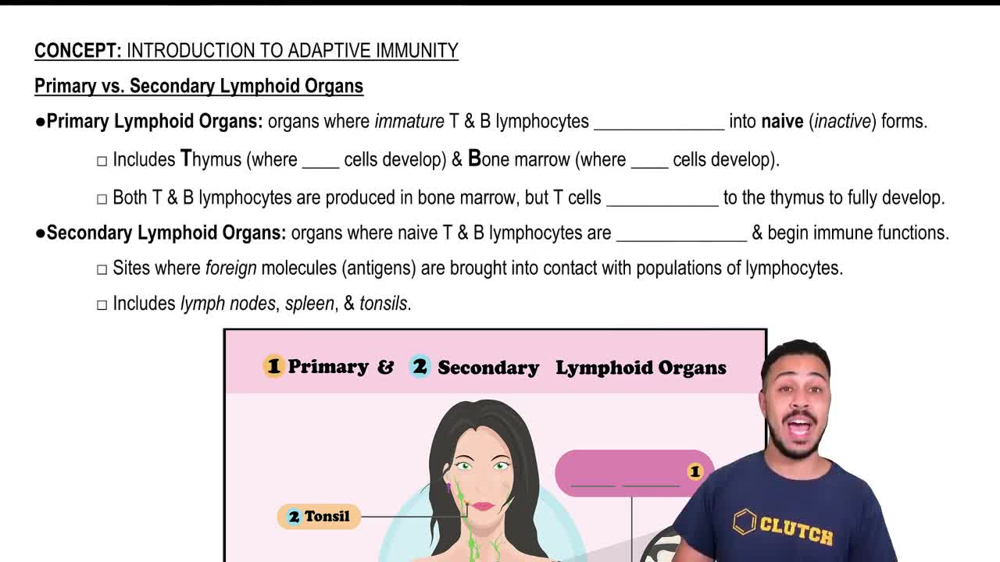 Primary vs. Secondary Lymphoid Organs