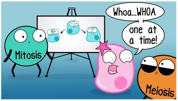 Mitosis vs. Meiosis Comparison