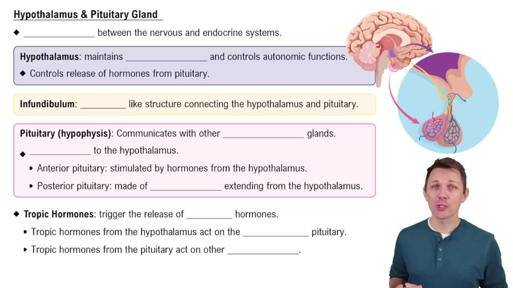 Hypothalamus & Pituitary Gland