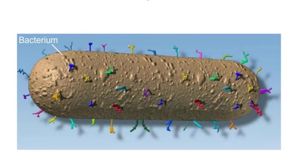 Overview of Innate and Adaptive Body Defenses