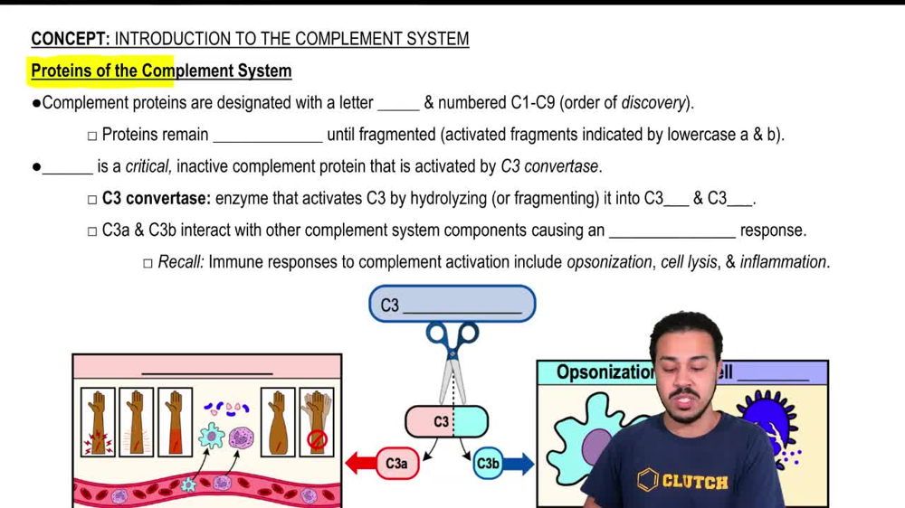 Proteins of the Complement System