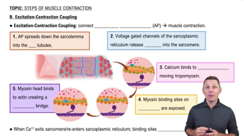 B. Excitation-Contraction Coupling