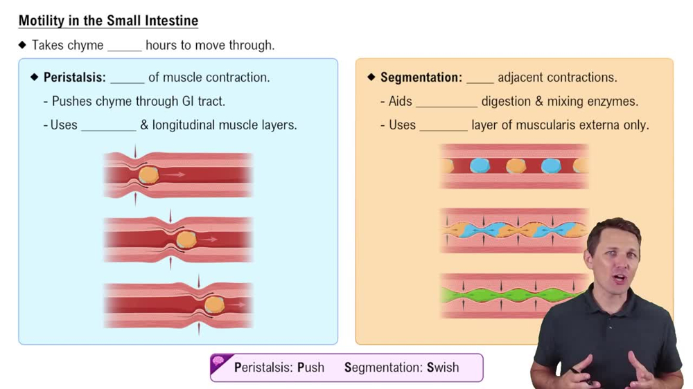 Motility in the Small Intestine