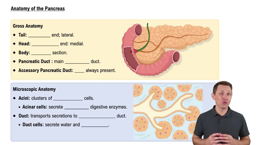 Anatomy of the Pancreas