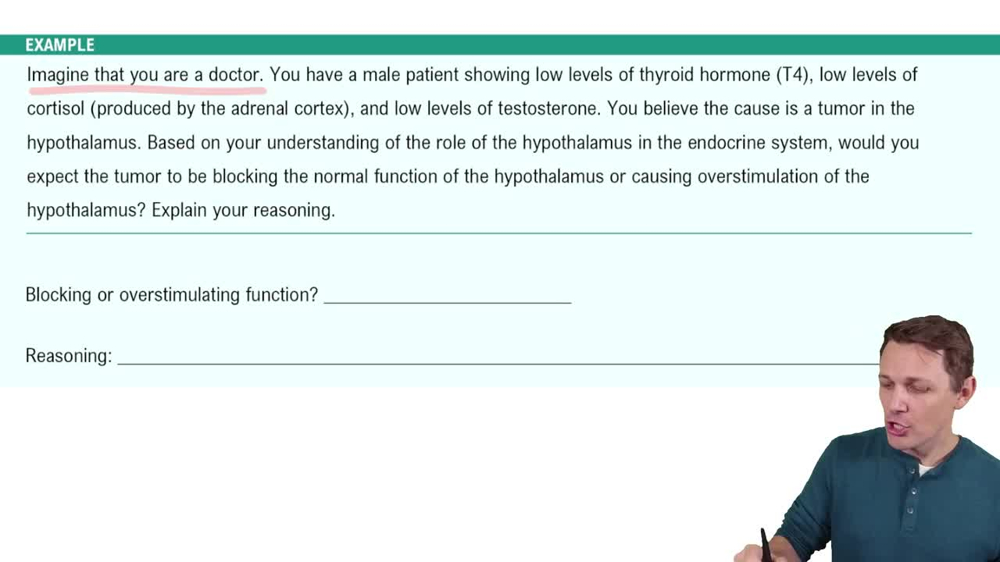 The Hypothalamus and Pituitary Gland Example 2