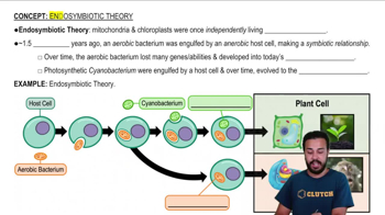 Endosymbiotic Theory