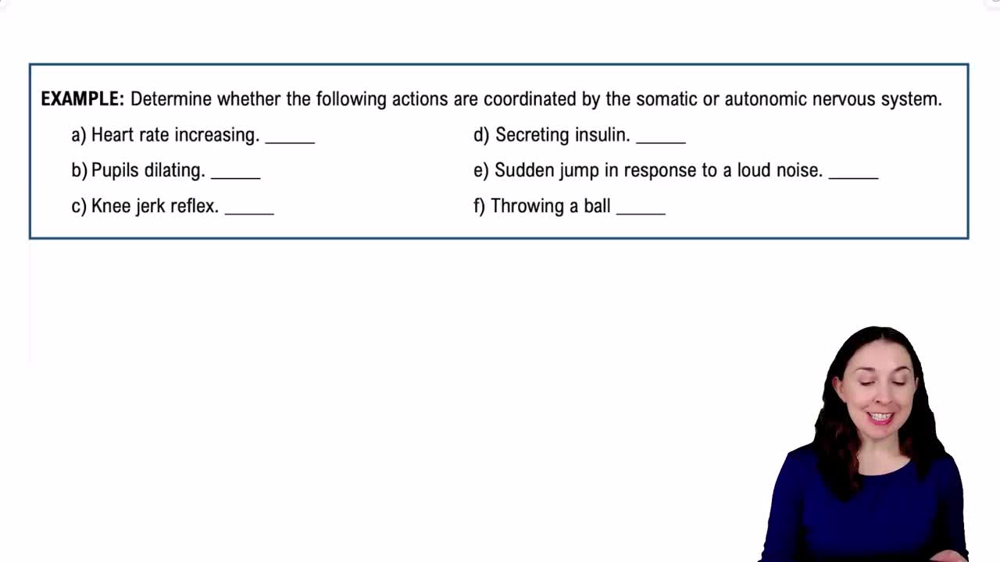 Introduction to the Autonomic Nervous System Example 1