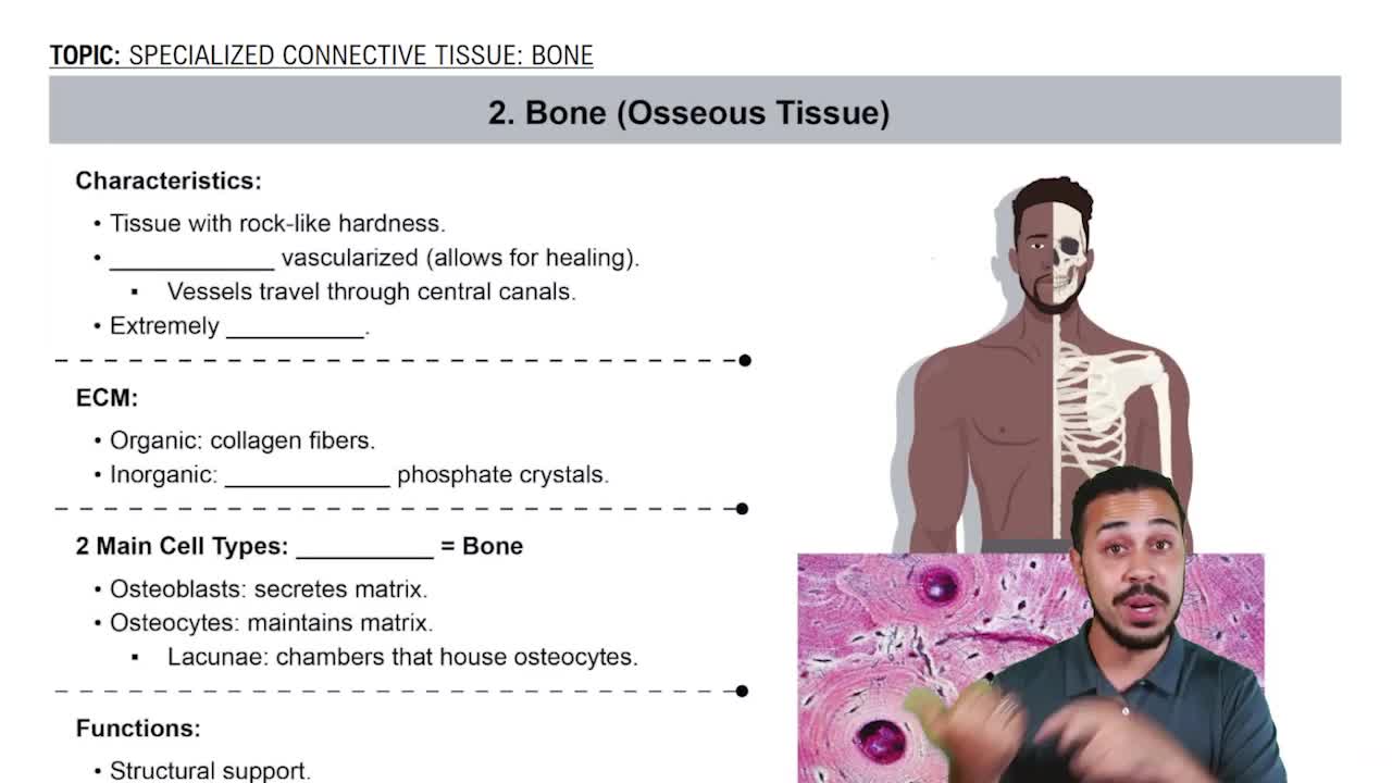Intro to Bones