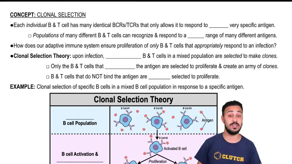 Clonal Selection