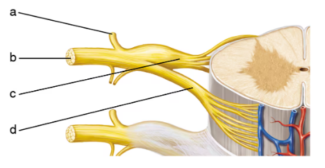 Diagram of spinal cord cross-section showing labeled peripheral nerves with motor fiber pathways highlighted.