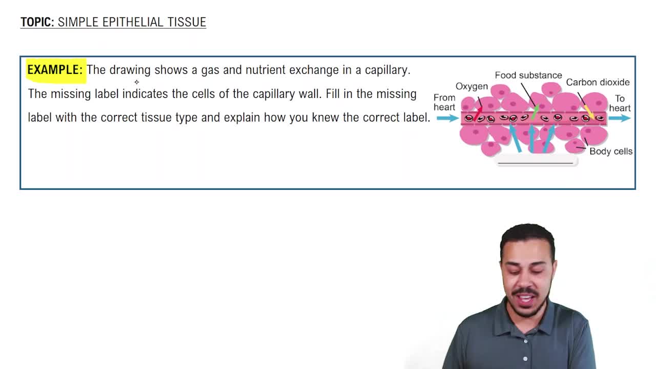 Simple Epithelial Tissues Example 1