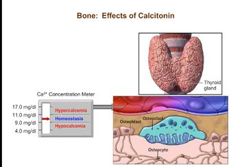 Bone