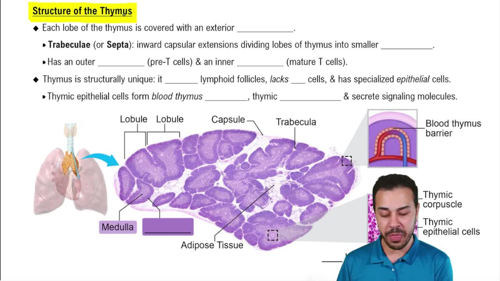 Structure of the Thymus