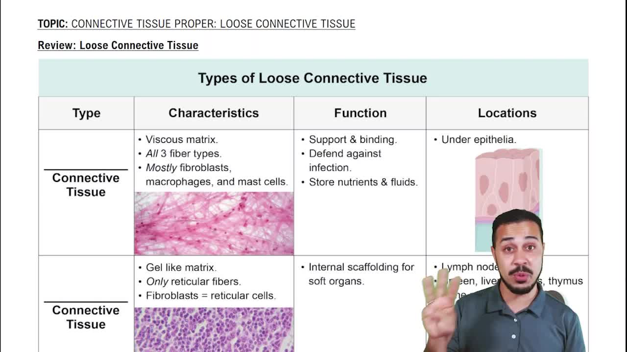 Review of Loose Connective Tissues
