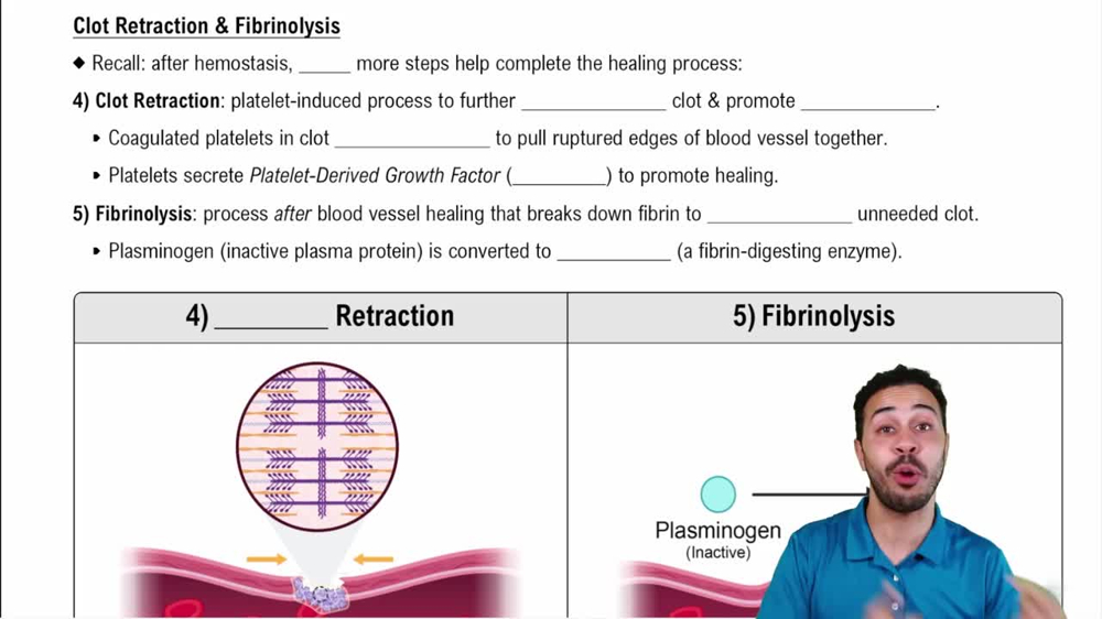 Clot Retraction & Fibrinolysis