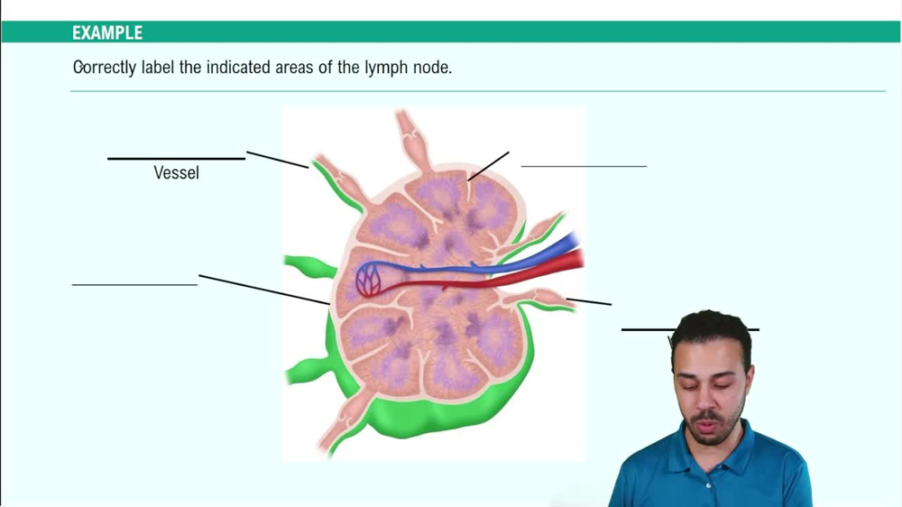 Secondary Lymphoid Organs: Lymph Nodes Example 3