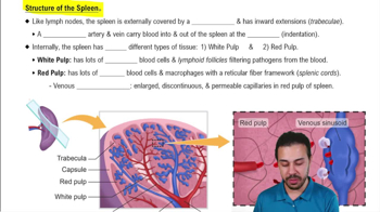 Structure of the Spleen