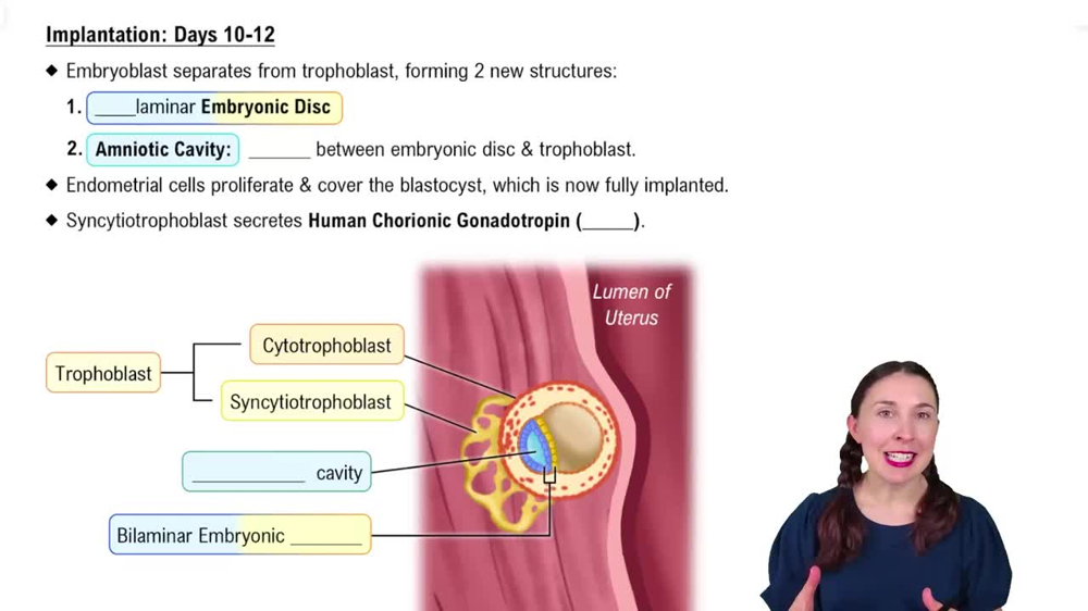 Implantation: Days 10-12