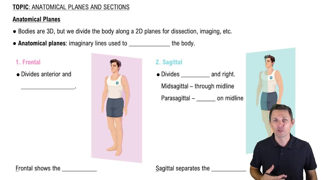 Anatomical Planes
