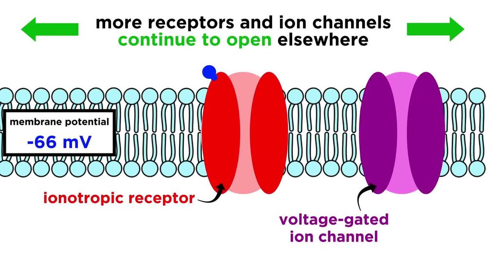 Neural Conduction, Action Potential, and Synaptic Transmission