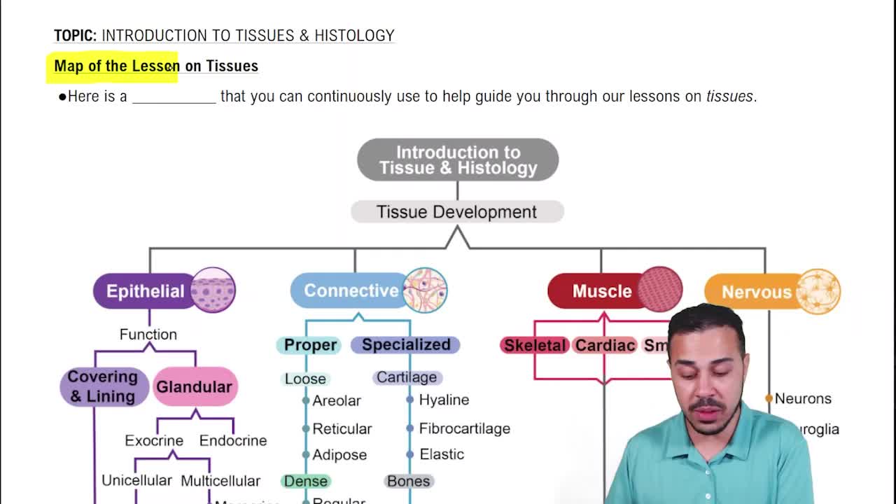 Map of the Lesson on Tissues