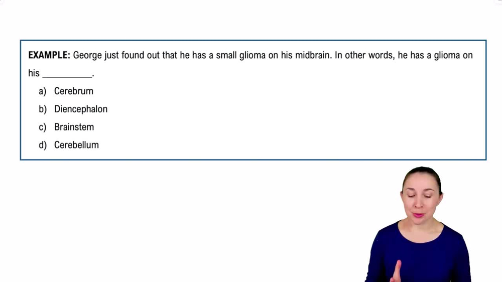 Introduction to the Central Nervous System Example 1