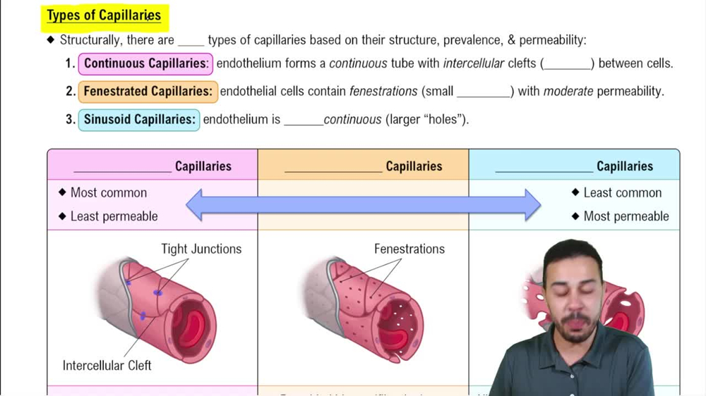 Types of Capillaries