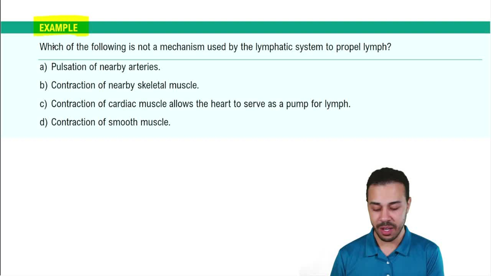 Lymphatic Vasculature Example 5