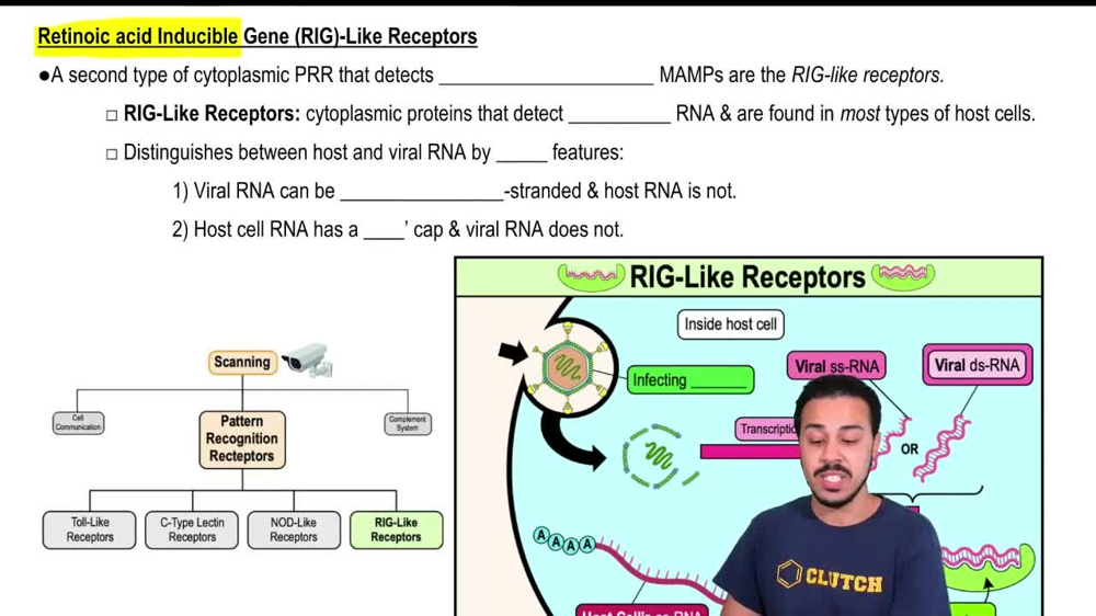 Retinoic Acid Inducible Gene (RIG)-Like Receptors