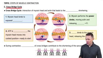 C. Cross Bridge Cycle