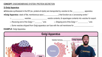 Golgi Apparatus