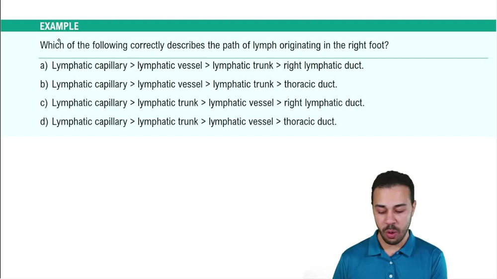 Lymphatic Vasculature Example 4