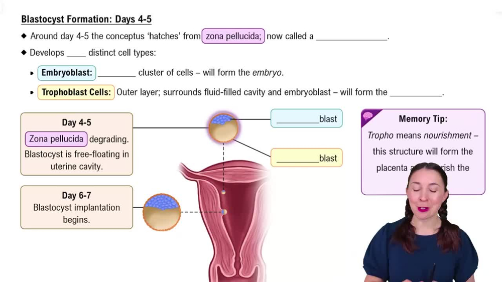Blastocyst Formation: Days 4-5
