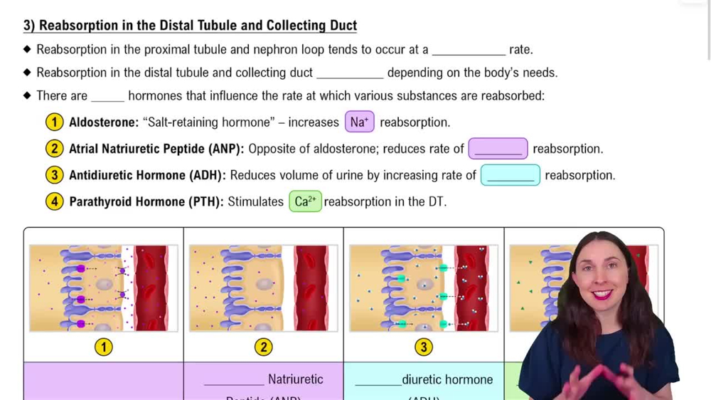 3) Reabsorption in the Distal Tubule and Collecting Duct