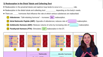 3) Reabsorption in the Distal Tubule and Collecting Duct