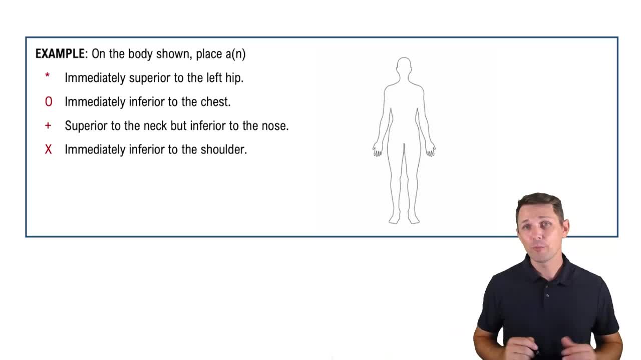 Directional Terms: Up and Down Example 1