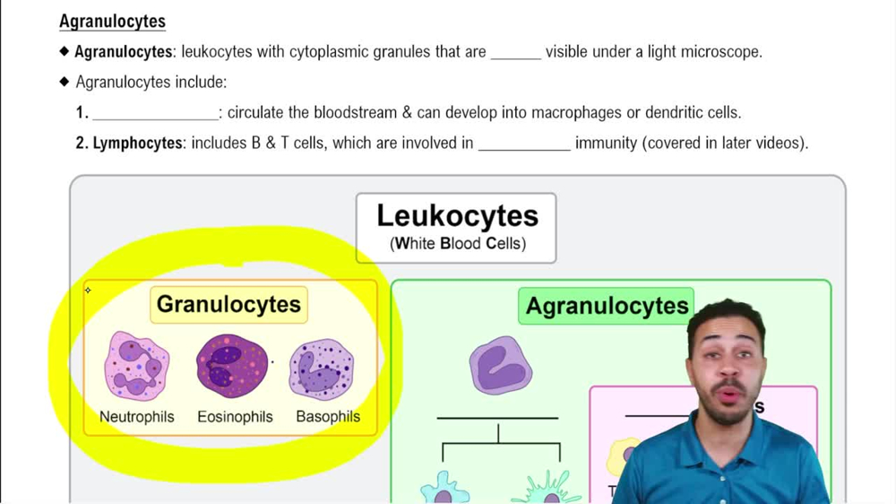 Agranulocytes