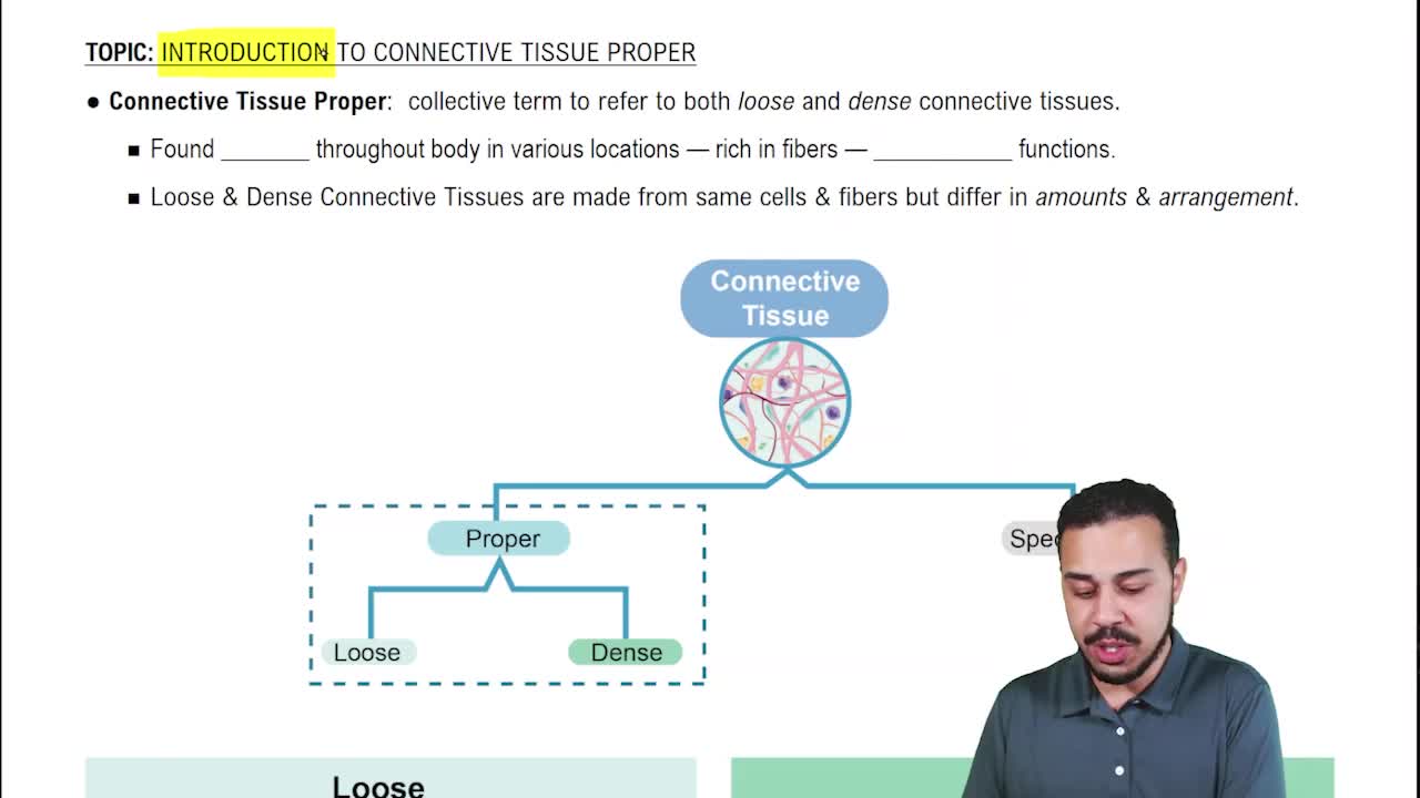 Intro to Connective Tissue Proper
