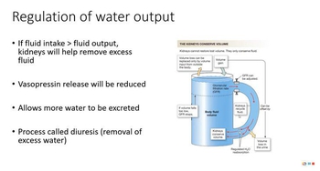 Water Intake and Output
