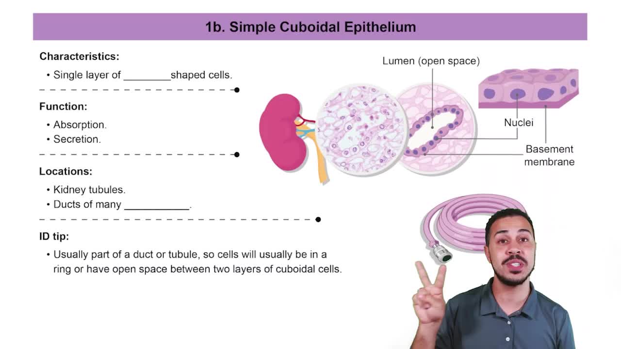 Simple Cuboidal Epithelia