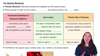 The Filtration Membane