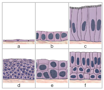 Illustration of six types of epithelial tissue cells labeled a to f, showing various shapes and layers.